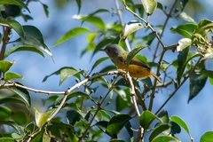 Mionectes rufiventris