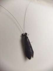Mystacides azureus
