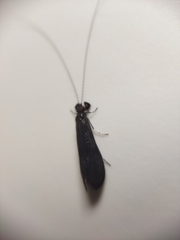 Mystacides azureus