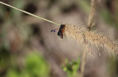 Notanthidium steloides