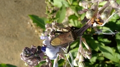 Anoplocnemis phasianus