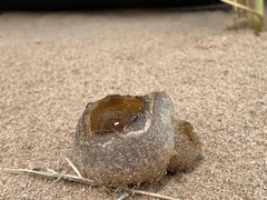 Peziza ammophila