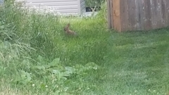 Sylvilagus floridanus