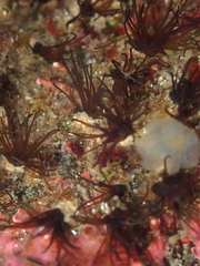 Dodecaceria fewkesi