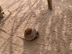 Peziza ammophila