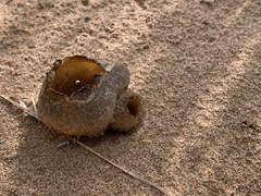 Peziza ammophila