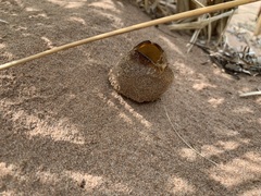 Peziza ammophila