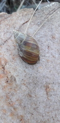 Discoleus aguirrei