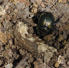 Geotrupes splendidus