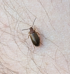 Isomira comstocki
