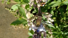 Anoplocnemis phasianus