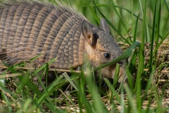 Chaetophractus vellerosus