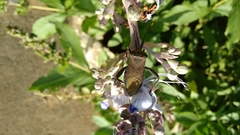 Anoplocnemis phasianus