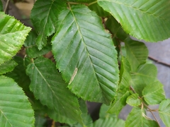 Phyllonorycter tenerella