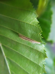 Phyllonorycter tenerella