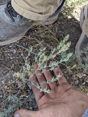 Chenopodium desiccatum