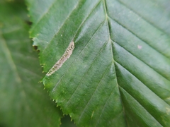 Phyllonorycter tenerella
