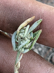 Chenopodium desiccatum