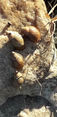 Discoleus aguirrei
