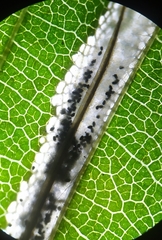 Phyllonorycter tenerella