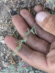 Chenopodium desiccatum