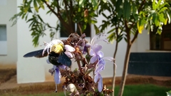 Xylocopa ruficornis