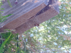 Steatoda nobilis