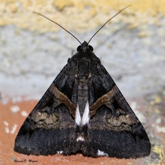 Melipotis nigrobasis