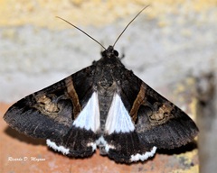 Melipotis nigrobasis