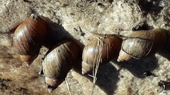 Discoleus aguirrei