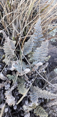 Cheilanthes buchtienii