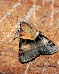 Melipotis nigrobasis