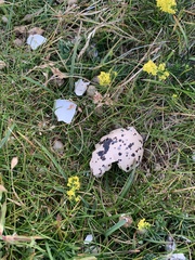 Haematopus ostralegus