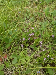 Houstonia montana