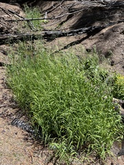 Glyceria elata