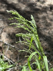 Glyceria elata