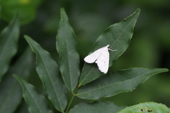 Patissa fulvosparsa