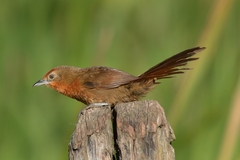 Phacellodomus ferrugineigula