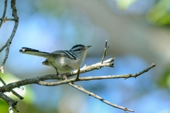 Herpsilochmus atricapillus