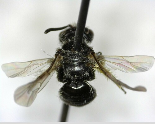 iNaturalist observation photo of Panurginus