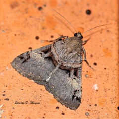 Melipotis nigrobasis