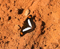 Adelpha thessalia