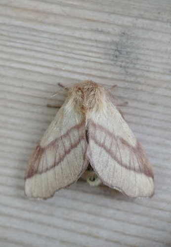 Forest Tent Caterpillar Moth, photo 2 of 10