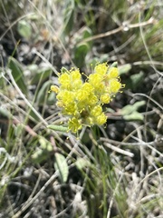 Eriogonum flavum flavum