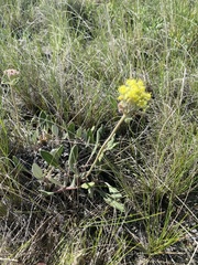 Eriogonum flavum flavum