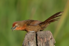 Phacellodomus ferrugineigula