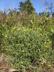 Baptisia lecontei