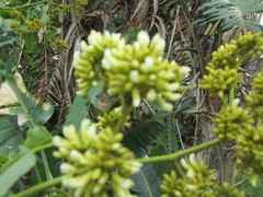 Dalbergia obovata