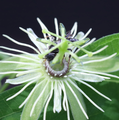 Protandrena passiflorae