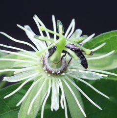 Protandrena passiflorae